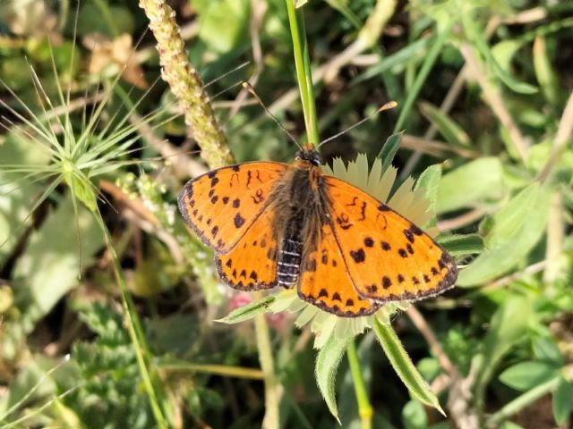 Melitaea? Quale specie?  Melitaea didyma